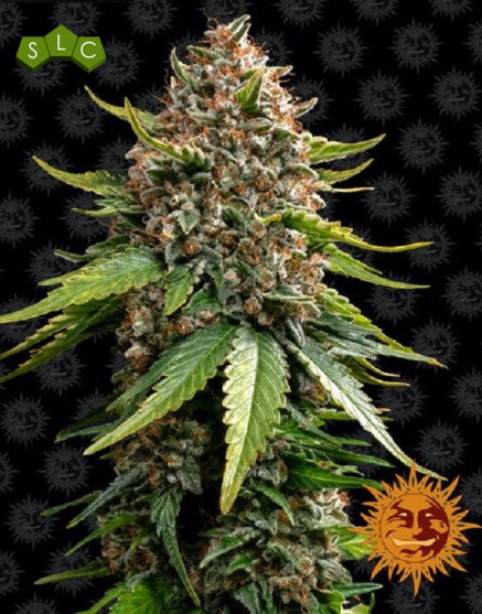 White Widow XXL Auto - Semillas Autoflorecientes - MEJOR PRECIO SLC