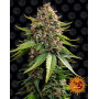 White Widow XXL Auto - Semillas Autoflorecientes - MEJOR PRECIO SLC