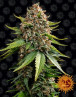 White Widow XXL Auto - Semillas Autoflorecientes - MEJOR PRECIO SLC