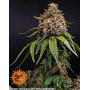 White Widow XXL Auto - Semillas Autoflorecientes - MEJOR PRECIO SLC