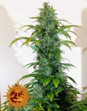 Semillas Blueberry Cheese Auto - Barney's - SemillasLowCost