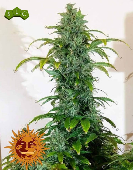 Semillas Blueberry Cheese Auto - Barney's - SemillasLowCost