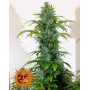 Semillas Blueberry Cheese Auto - Barney's - SemillasLowCost