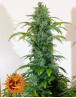 Semillas Blueberry Cheese Auto - Barney's - SemillasLowCost