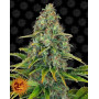 Semillas Blueberry Cheese Auto - Barney's - SemillasLowCost
