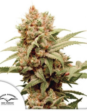 CBG Force Dutch Passion