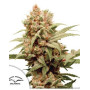 CBG Force Dutch Passion