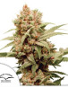 CBG Force Dutch Passion