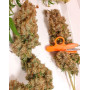 CBG Force Dutch Passion