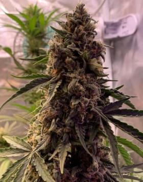 OG Kush Auto