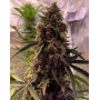 OG Kush Auto