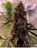 OG Kush Auto