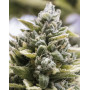 OG Kush Auto
