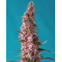 Red Pure CBD Auto