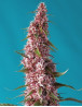 Red Pure CBD Auto