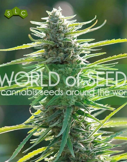 Colombian Gold Marihuana