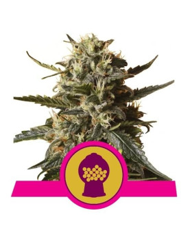 Marihuana Blublegum