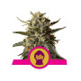 Marihuana Blublegum