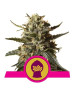 Marihuana Blublegum