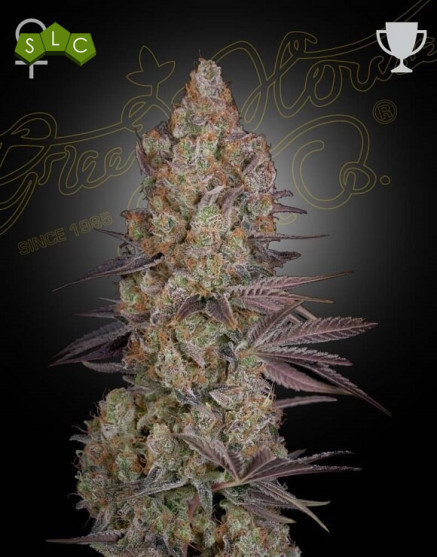 Exodus Cheese Green House
