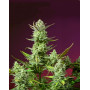 Sweet Mimosa XL Auto