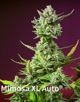 Sweet Mimosa XL Auto
