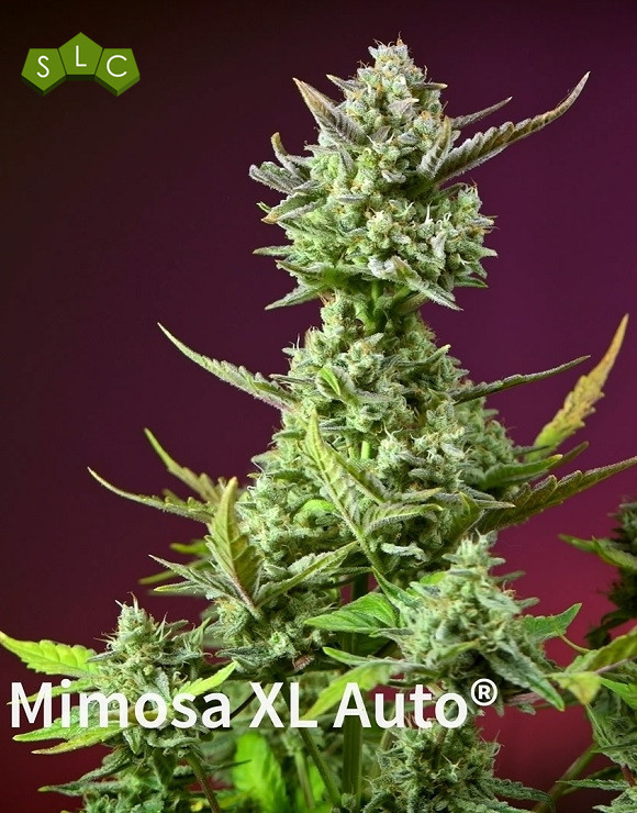 Sweet Mimosa XL Auto