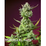 Sweet Mimosa XL Auto