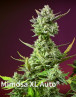 Sweet Mimosa XL Auto