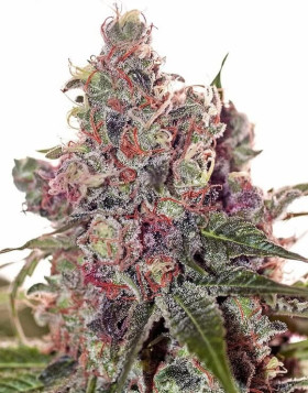 Grapefruit