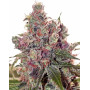 Grapefruit