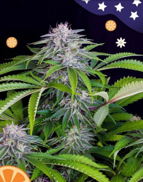 Auto Tangie