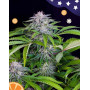 Auto Tangie