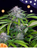 Auto Tangie