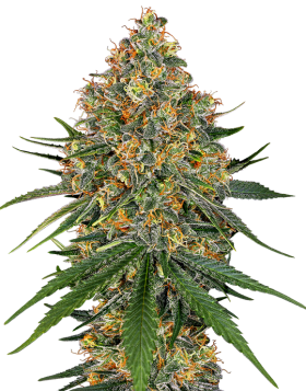 White Cheese