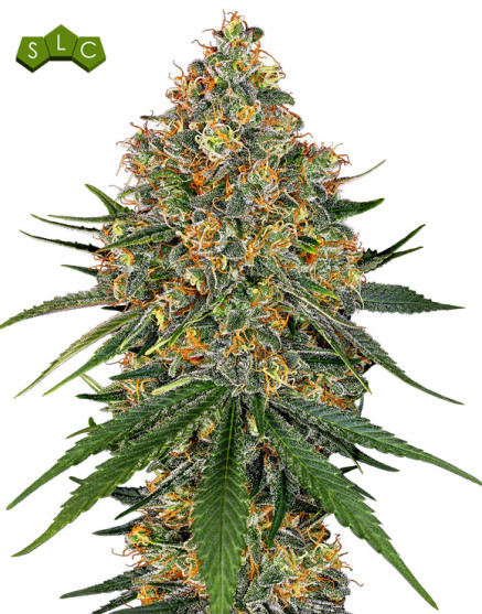 White Cheese