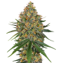 White Cheese