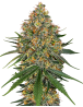 White Cheese