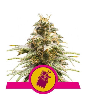 Chocolate Haze