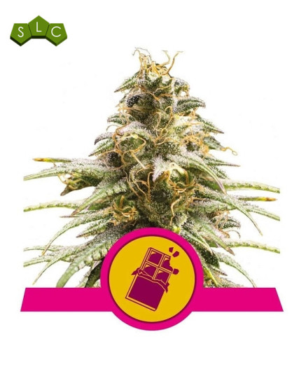 Chocolate Haze