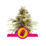 Chocolate Haze