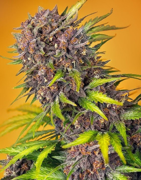 Diablo Rojo XL Auto
