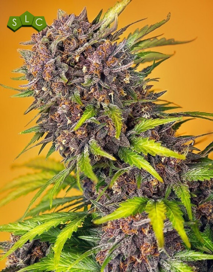 Diablo Rojo XL Auto