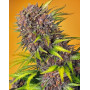 Diablo Rojo XL Auto