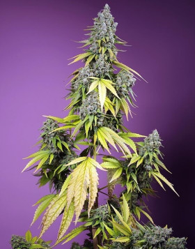 Jet Fuel Mandarine XL Auto