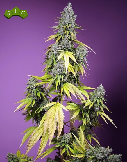 Jet Fuel Mandarine XL Auto