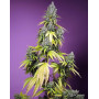 Jet Fuel Mandarine XL Auto