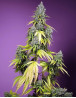 Jet Fuel Mandarine XL Auto