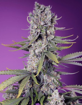 Papaya Zoap F1 Fast Version