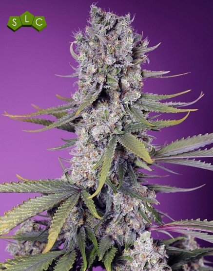 Papaya Zoap F1 Fast Version
